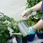 Podrobnost ročnega zalivanja rastlin z zalivalko znotraj rastlinjaka Maxy Grow z dimenzijami 30 x 61 metrov ki prikazuje uporabniku prijazno okolje za vrtnarjenje