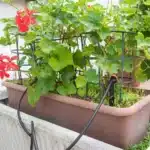 Na sliki je namakalni sistem za rože