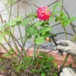 Slika prikazuje namakalni sistem za rože