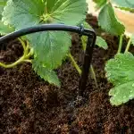 Strawberry plant with a black drip irrigation tube watering the soil beneath the leaves