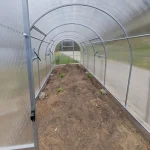 Pogled v rastlinjak za paradižnik Mini skozi vrata